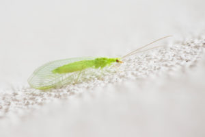 Lacewing, golden eye, Chrysopida Lacewing, golden eye, Chrysopida